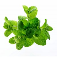 М'ята, пучок 50г